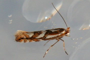 Phyllonorycter oxyacanthae