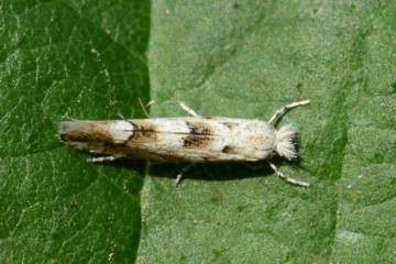 Phyllonorycter sagitella