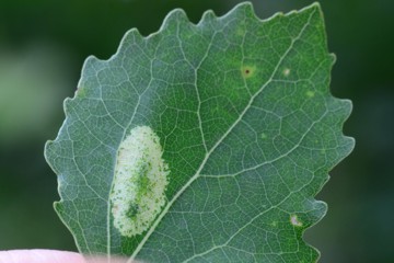 Phyllonorycter sagitella