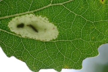 Phyllonorycter sagitella