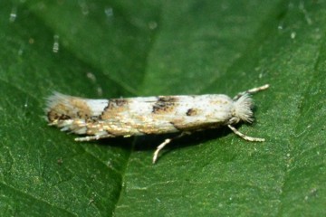 Phyllonorycter sagitella