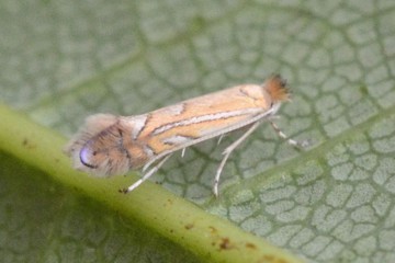 Phyllonorycter quercifoliella