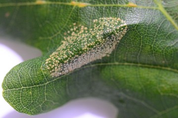 Phyllonorycter roboris