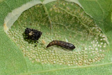 Phyllonorycter roboris