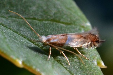 Phyllonorycter roboris