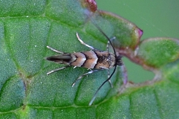 Phyllonorycter stettinensis