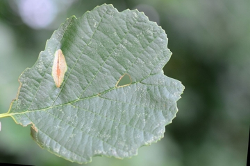 Phyllonorycter stettinensis