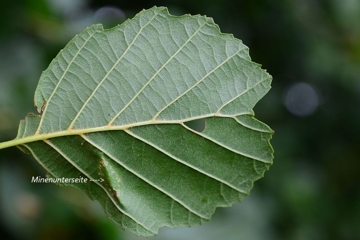 Phyllonorycter stettinensis