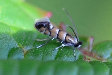 Phyllonorycter stettinensis