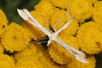 Gillmeria pallidactyla