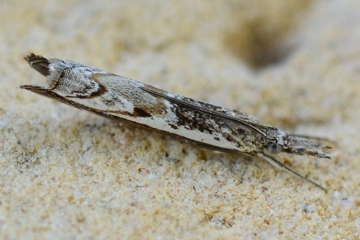 Platytes alpinella