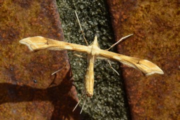 Gillmeria ochrodactyla