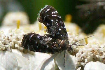 Prochoreutis myllerana