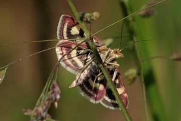 Purpurroter Zünsler