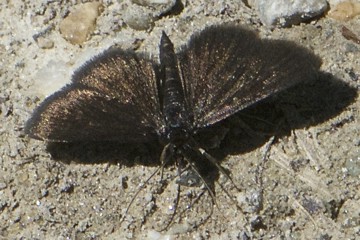 Pyrausta coracinalis