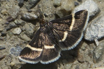 Pyrausta rectefascialis