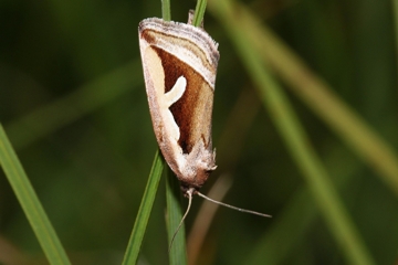 Ried-Grasmotteneulchen