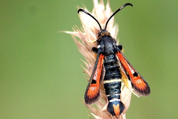 Roter Ampfer-Glasflügler