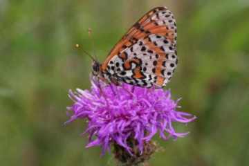 Roter Scheckenfalter