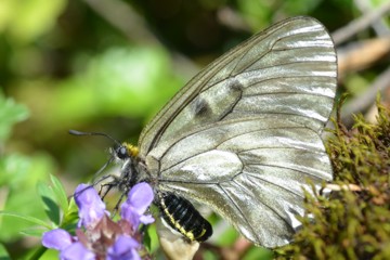 Schwarzer Apollo