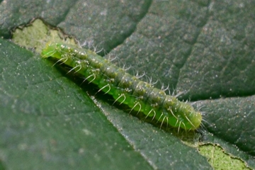 Schreckensteinia festaliella