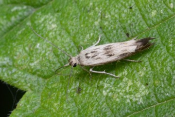 Scythris limbella