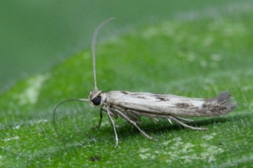 Scythris limbella