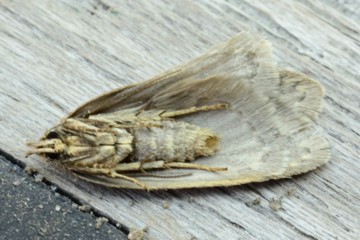 Semioscopis steinkellneriana