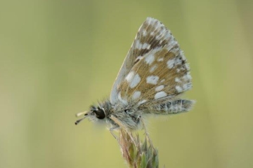 Spialia orbifer