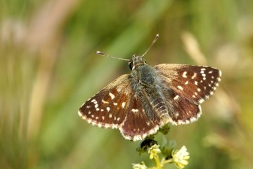 Spialia orbifer