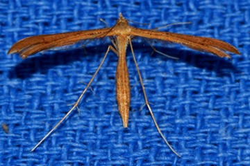 Stenoptilia pterodactyla