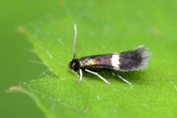 Stigmella splendidissimella