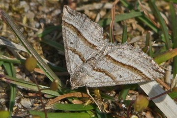 Streifenspanner