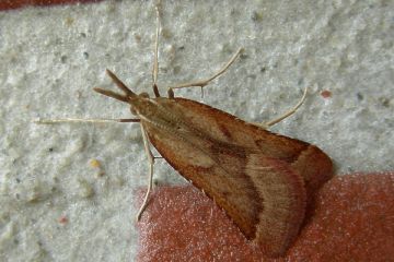 Synaphe punctalis