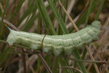 Taubenschwänzchen