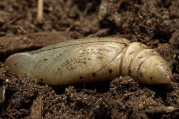 Taubenschwänzchen