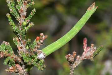 Thalera fimbrialis