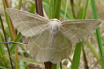 Thalera fimbrialis