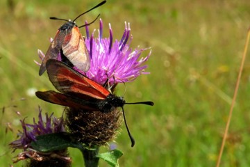 Thymianwidderchen