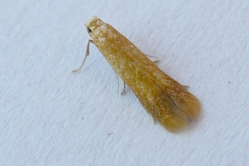 Tischeria ekebladella