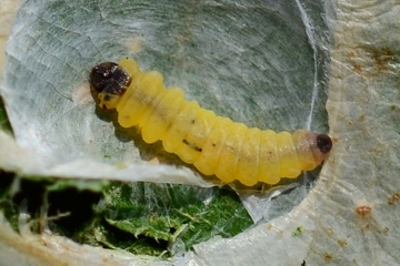 Tischeria ekebladella