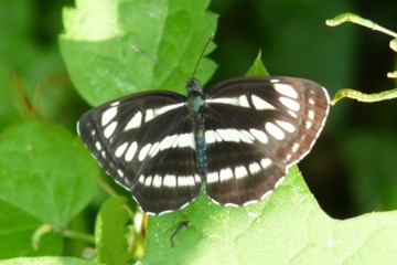 Schwarzbrauner Trauerfalter