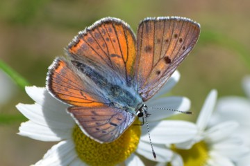 Violetter Feuerfalter