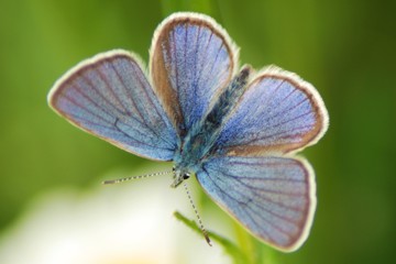 Violetter Waldbläuling