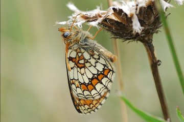 Westlicher Scheckenfalter