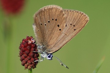 Dunkler Wiesenknopf-Ameisenbläuling