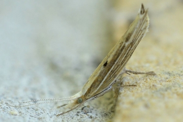 Ypsolopha nemorella