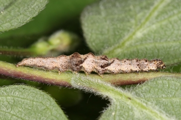 Ypsolopha nemorella