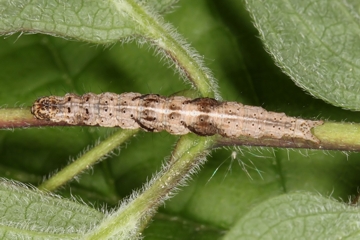 Ypsolopha nemorella