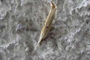 Ypsolopha nemorella
